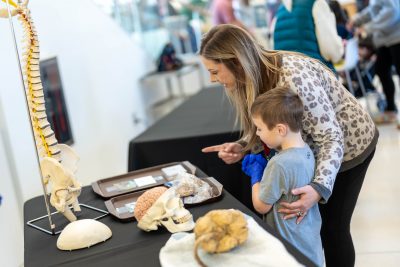 Brain School guests look at model of a human brain